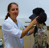 Dierenartsen